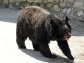 Медведь напал на девочку в частном зоопарке