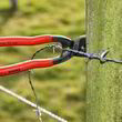 Компактний болторіз Knipex CoBolt 71 31 250 XL. Фото-4